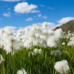 cotton-grass-680623_1280