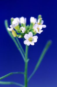 Arabidopsis_thaliana_flower