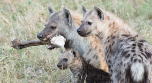 spotted-hyaena-best-threesome-1688-620x342