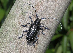 asian-longhorned-beetle-1