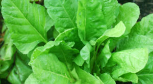 healthy-spinach-plant-620x342